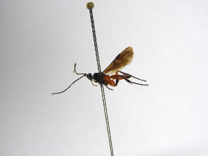  ( - INBIOCRI001757941)  @11 [ ] Copyright (2012) B. Hernandez Instituto Nacional de Biodiversidad