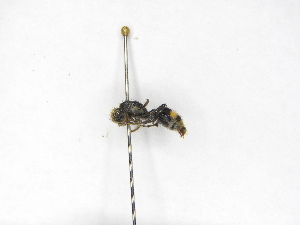  ( - INBIOCRI001846313)  @11 [ ] Copyright (2012) Braulio Hernandez Instituto Nacional de Biodiversidad
