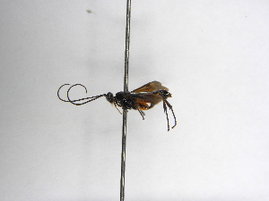  ( - INBIOCRI001931971)  @11 [ ] Copyright (2012) B. Hernandez Instituto Nacional de Biodiversidad