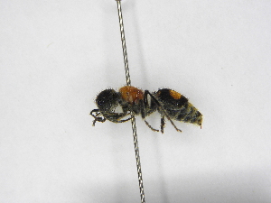  ( - INBIOCRI002105538)  @11 [ ] Copyright (2012) Braulio Hernandez Instituto Nacional de Biodiversidad