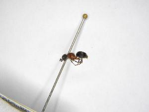  ( - INBIOCRI002119098)  @11 [ ] Copyright (2012) Braulio Hernandez Instituto Nacional de Biodiversidad
