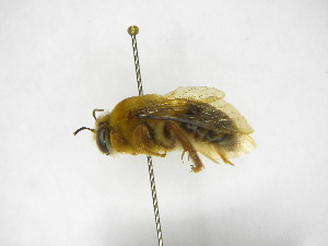  ( - INBIOCRI002132259)  @11 [ ] Copyright (2012) Braulio Hernandez Instituto Nacional de Biodiversidad