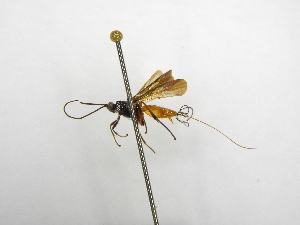  ( - INBIOCRI002271982)  @11 [ ] Copyright (2012) B. Hernandez Instituto Nacional de Biodiversidad