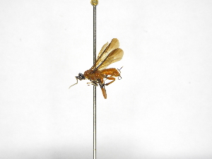 ( - INBIOCRI002277419)  @11 [ ] Copyright (2012) B. Hernandez Instituto Nacional de Biodiversidad