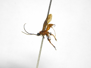  ( - INBIOCRI002277429)  @11 [ ] Copyright (2012) B. Hernandez Instituto Nacional de Biodiversidad