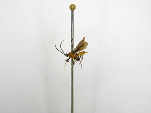  ( - INBIOCRI002277564)  @11 [ ] Copyright (2012) B. Hernandez Instituto Nacional de Biodiversidad