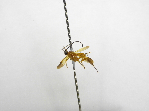  ( - INBIOCRI002293307)  @11 [ ] Copyright (2012) B. Hernandez Instituto Nacional de Biodiversidad