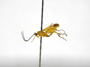  ( - INBIOCRI002302051)  @11 [ ] Copyright (2012) B. Hernandez Instituto Nacional de Biodiversidad