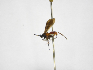  ( - INBIOCRI002446548)  @11 [ ] Copyright (2012) B. Hernandez Instituto Nacional de Biodiversidad