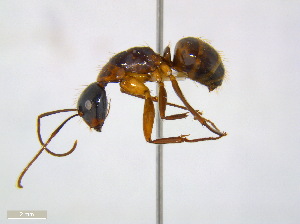  (Camponotus americanus - JJ-A5-01)  @14 [ ] CreativeCommons - Attribution (2011) M. Alex Smith Centre for Biodiversity Genomics