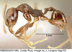 (Pheidole excubitor - CASENT0609230)  @11 [ ] Unspecified (default): All Rights Reserved  image by J. Longino Unspecified