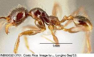 (Pheidole arachnion - CASENT0609209)  @14 [ ] Unspecified (default): All Rights Reserved  image by J. Longino Unspecified