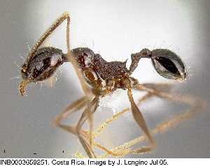  (Pheidole gymnoceras - CASENT0609233)  @12 [ ] Unspecified (default): All Rights Reserved  image by J. Longino Unspecified