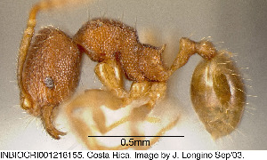  (Pheidole debilis - JTL204443)  @14 [ ] Unspecified (default): All Rights Reserved  image by J. Longino Unspecified