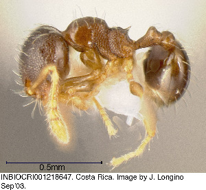  (Pheidole perpusilla - JTL204488)  @14 [ ] Unspecified (default): All Rights Reserved  image by J. Longino Unspecified