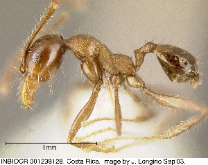  (Pheidole celaena - CASENT0609215)  @15 [ ] Unspecified (default): All Rights Reserved  image by J. Longino Unspecified