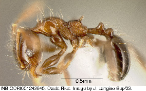  (Pheidole ACY2211 tennantae - JTL204431)  @14 [ ] Unspecified (default): All Rights Reserved  image by J. Longino Unspecified