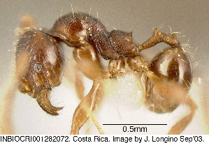  (Pheidole colobopsis - CASENT0609214)  @14 [ ] Unspecified (default): All Rights Reserved  image by J. Longino Unspecified
