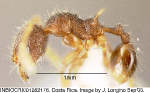  (Pheidole diabolus - JTL204453)  @13 [ ] Unspecified (default): All Rights Reserved  image by J. Longino Unspecified