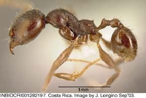  (Pheidole exarata - CASENT0609234)  @13 [ ] Unspecified (default): All Rights Reserved  image by J. Longino Unspecified