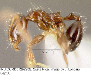  (Pheidole cramptoni - JTL204474)  @13 [ ] Unspecified (default): All Rights Reserved  image by J. Longino Unspecified