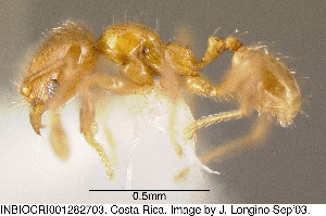  (Pheidole nitella - JTL204439)  @13 [ ] Unspecified (default): All Rights Reserved  image by J. Longino Unspecified