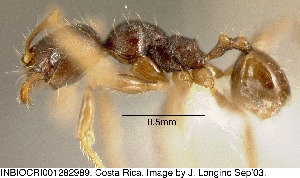  (Pheidole cerina - JTL204450)  @14 [ ] Unspecified (default): All Rights Reserved  image by J. Longino Unspecified