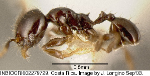  (Pheidole nigricula - JTL204434)  @13 [ ] Unspecified (default): All Rights Reserved  image by J. Longino Unspecified