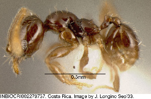 (Pheidole laselva_group - JTL204437)  @14 [ ] Unspecified (default): All Rights Reserved  image by J. Longino Unspecified