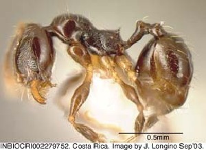  (Pheidole monteverdensis - JTL204496)  @14 [ ] Unspecified (default): All Rights Reserved  image by J. Longino Unspecified