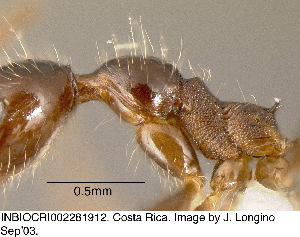  (Pheidole JTL153 - CASENT0609229)  @11 [ ] Unspecified (default): All Rights Reserved  image by J. Longino Unspecified