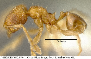  (Pheidole beloceps - JTL204455)  @13 [ ] Unspecified (default): All Rights Reserved  image by J. Longino Unspecified