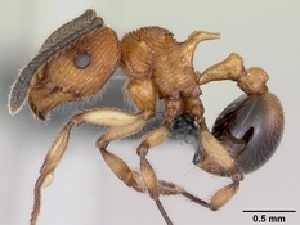  (Pristomyrmex browni - CASENT0059966-D01)  @13 [ ] Unspecified (default): All Rights Reserved  Unspecified Unspecified