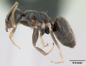 (Technomyrmex vitiensis - CASENT0059643-D01)  @13 [ ] Unspecified (default): All Rights Reserved  Unspecified Unspecified