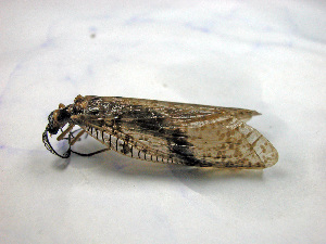  ( - Cau00150)  @13 [ ] Copyright (2010) Jinjing Wang China Agricultural University