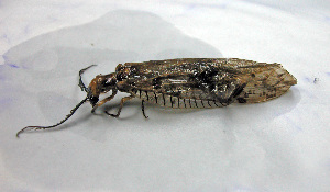  ( - Cau00154)  @13 [ ] Copyright (2010) Jinjing Wang China Agricultural University