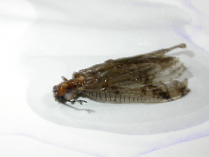  ( - Cau00502)  @13 [ ] Copyright (2010) Jinjing Wang China Agricultural University