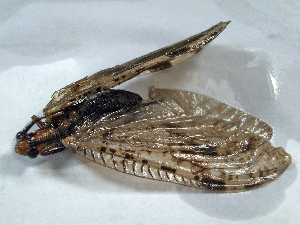  ( - Cau00503)  @13 [ ] Copyright (2010) Jinjing Wang China Agricultural University