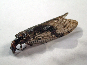  ( - Cau00504)  @13 [ ] Copyright (2010) Jinjing Wang China Agricultural University