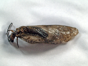  ( - Cau00532)  @13 [ ] Copyright (2010) Jinjing Wang China Agricultural University