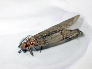  ( - Cau00533)  @13 [ ] Copyright (2010) Jinjing Wang China Agricultural University