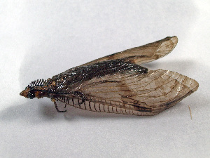  ( - Cau00534)  @13 [ ] Copyright (2010) Jinjing Wang China Agricultural University