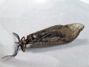  ( - Cau00638)  @13 [ ] Copyright (2010) Jinjing Wang China Agricultural University