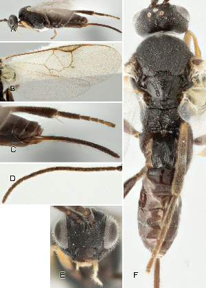  ( - DHJPAR0001552)  @12 [ ] CreativeCommons  Attribution Non-Commercial Share-Alike (2018) Jose Fernandez-Triana Canadian National Collection of Insects, Arachnids and Nematodes