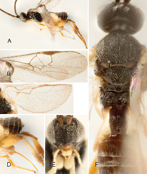  ( - DHJPAR0001553)  @15 [ ] CreativeCommons  Attribution Non-Commercial Share-Alike (2018) Jose Fernandez-Triana Canadian National Collection of Insects, Arachnids and Nematodes