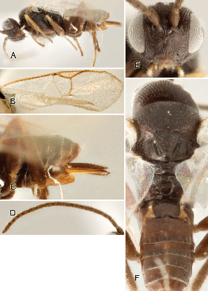  ( - DHJPAR0002654)  @11 [ ] CreativeCommons  Attribution Non-Commercial Share-Alike (2018) Jose Fernandez-Triana Canadian National Collection of Insects, Arachnids and Nematodes