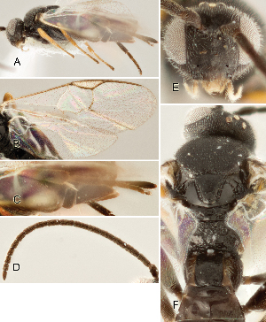  ( - DHJPAR0002683)  @12 [ ] CreativeCommons  Attribution Non-Commercial Share-Alike (2018) Jose Fernandez-Triana Canadian National Collection of Insects, Arachnids and Nematodes