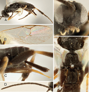  ( - DHJPAR0002687)  @12 [ ] CreativeCommons  Attribution Non-Commercial Share-Alike (2018) Jose Fernandez-Triana Canadian National Collection of Insects, Arachnids and Nematodes
