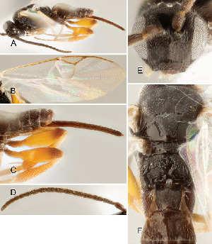  ( - DHJPAR0002982)  @12 [ ] CreativeCommons  Attribution Non-Commercial Share-Alike (2018) Jose Fernandez-Triana Canadian National Collection of Insects, Arachnids and Nematodes