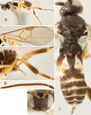  ( - DHJPAR0002988)  @13 [ ] CreativeCommons  Attribution Non-Commercial Share-Alike (2018) Jose Fernandez-Triana Canadian National Collection of Insects, Arachnids and Nematodes